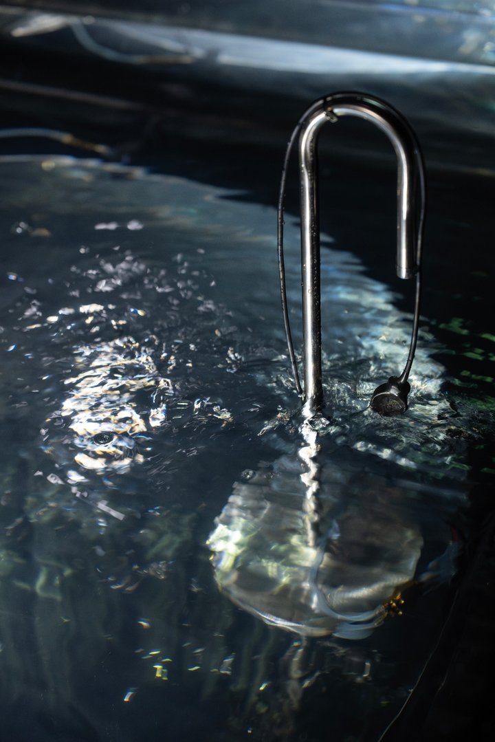 A curved steel pipe and a small microphone on a cable at the surface of dark water.